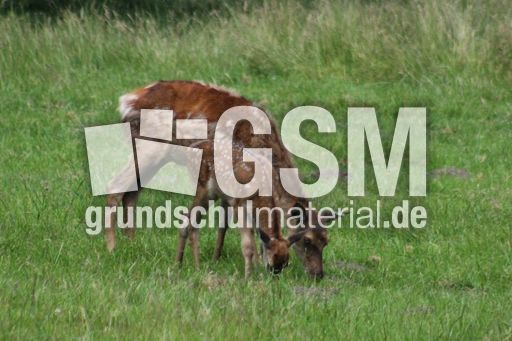 Rotwild - Rothirsch_1233.jpg